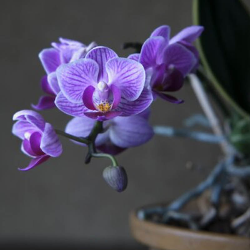 Wax Melt Χειροποίητη Αρωματική Μπάρα Σόγιας 55gr Dark Orchid
